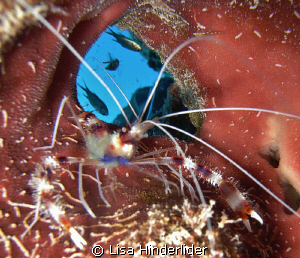 Coral Banded shrimp who has a room with a view! by Lisa Hinderlider 